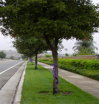 Purple Ribbons Corona Ca